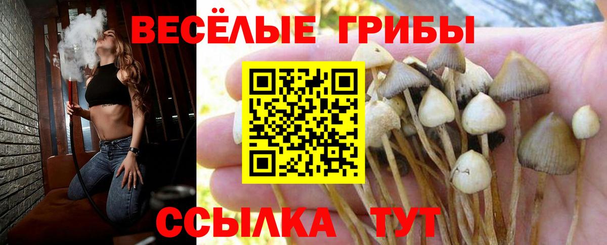 Псилоцибиновые грибы Cubensis Кудымкар